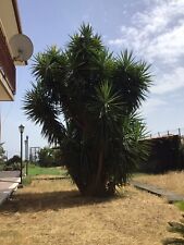 Yucca gigante usato  Ragalna