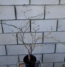 Euphorbia misera plant for sale  USA