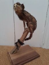 Taxidermy stuffing pet for sale  SAXMUNDHAM