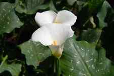 Zantedeschia aethiopica white for sale  HIGH WYCOMBE