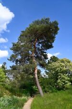 Pinus sylvestris wald gebraucht kaufen  Eslohe