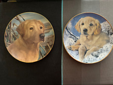 Labrador collectors plates for sale  SWADLINCOTE