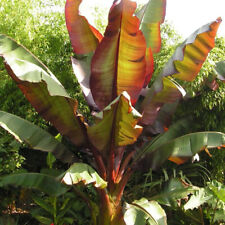 You Garden Ensete Maurelii Red Abysinnian Banana Plant 30-40cm Tall for sale  PETERBOROUGH