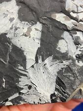 Carboniferous cyclopteris foss gebraucht kaufen  Saarbrücken