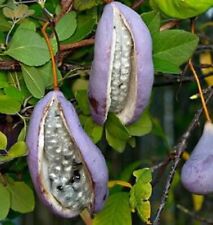 6 semillas de AKEBIA  planta trepadora con flor olor CHOCOLATE fruto comestible segunda mano  Embacar hacia Argentina