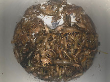 marbled crayfish for sale  Dayton