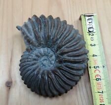 Ammonite hoplite albien d'occasion  Longeville-sur-Mer