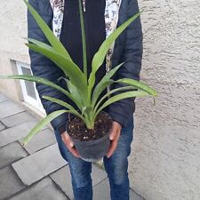 Yucca lacandonica rarity for sale  Shipping to Ireland