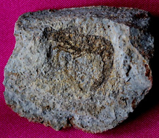 Crevette fossile cr13bt d'occasion  La Roche-sur-Yon