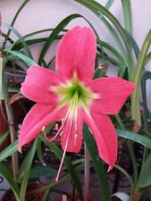 Hippeastrum Aulica Traubii - 1 bulb, 1.6 cm bulb. for sale  Shipping to South Africa
