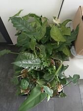 Stecklingsbecher philodendron  gebraucht kaufen  Datteln