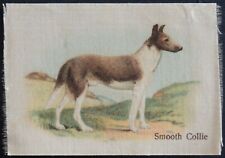 Smooth collie best for sale  NORTHAMPTON