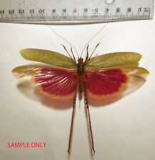 Orthoptera VELLEA CRUENTA*****male Nr. 5  ***** BRASIL,(not pinned,not mounted) for sale  Shipping to South Africa