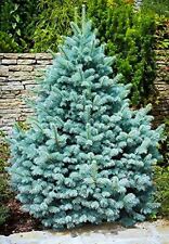 Picea pungens blue for sale  COLCHESTER