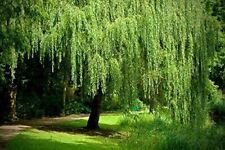 Bright green weeping for sale  Chariton