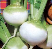 Turnip norfolk green for sale  SALISBURY