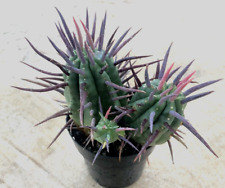 Euphorbia ferox comes for sale  San Marcos