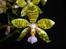 Phalaenopsis fasciata 3 gebraucht kaufen  Stammheim