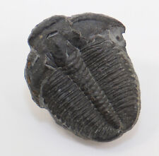 Trilobit elrathia kingii gebraucht kaufen  Weeze
