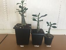 Adenium arabicum elephant for sale  CAERPHILLY