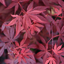 Japanese maple atropurpureum for sale  IPSWICH