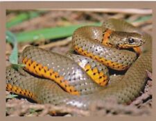 Ringneck snake for sale  Apple Valley
