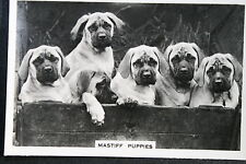 Mastiff puppies vintage for sale  DERBY