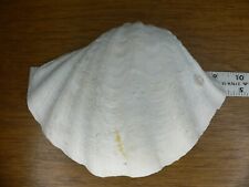 Large natural clam for sale  El Cajon