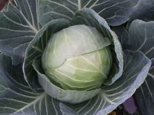 Summer cabbage plug for sale  PRESTON