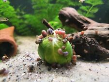 Ramshorn snails freshwater for sale  Elwood