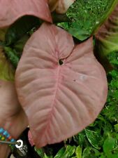 Pink syngonium podophyllum for sale  Homestead
