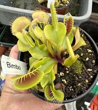 Venus flytrap dionaea for sale  SPALDING