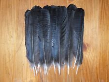 Crow tail feathers for sale  ABERDEEN