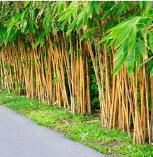 Plus golden bamboo for sale  Raeford