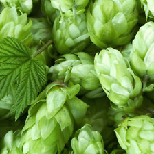 LUPULO para CERVEZA humulus lupulus  1000 semillas - seeds  frescas  segunda mano  Embacar hacia Argentina