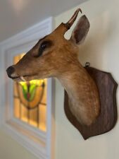 Taxidermy muntjac deer for sale  ILFRACOMBE