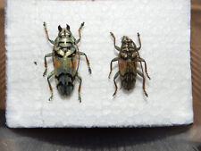Insekten käfer paar gebraucht kaufen  Pliezhausen