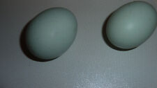 Hatching eggs ameraucana for sale  Shipping to Ireland