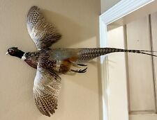 Ringneck pheasant rooster for sale  Amarillo