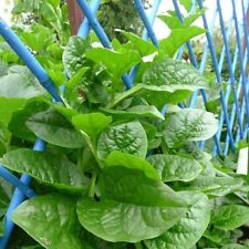 Spinach seeds malabar for sale  Spring
