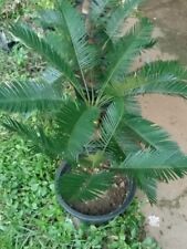 Fern cycas siamensis for sale  Shipping to Ireland