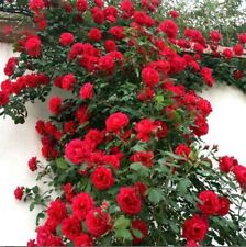 Climbing red rose for sale  Ravensdale