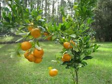 Tangerine fresh season for sale  Jacksonville
