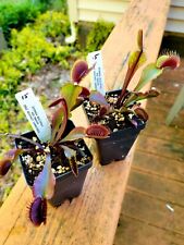 Venus flytrap red for sale  North Hampton