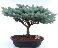 Globe blue spruce for sale  Patchogue
