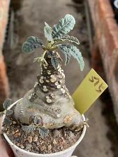 succulent plants Dorstenia crispa Engl. home decoration plant  roottuber WYSIWYG for sale  Shipping to South Africa