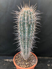 cactus pianta usato  Massafra