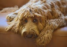 Cute brown labradoodle for sale  SELBY