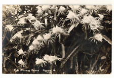 c1920 Real Photo PC: Night Blooming Cereus – Honolulu, Hawaii for sale  Shipping to South Africa