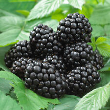 Blackberry rubus black for sale  UK
